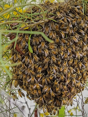 When Bees Swarm, Is It a Sign? Ancient Beliefs and Modern Truth.