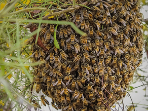 When Bees Swarm, Is It a Sign? Ancient Beliefs and Modern Truth.