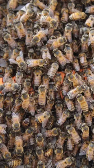 Bees and Beekeeping in Las Vegas During June 2024