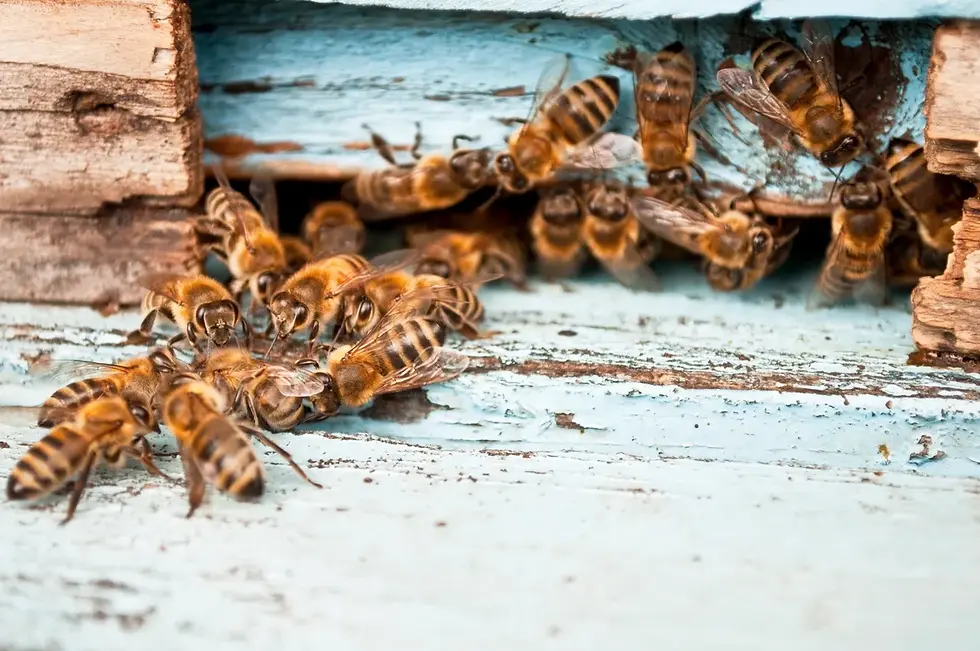 Bees at their hive entrance