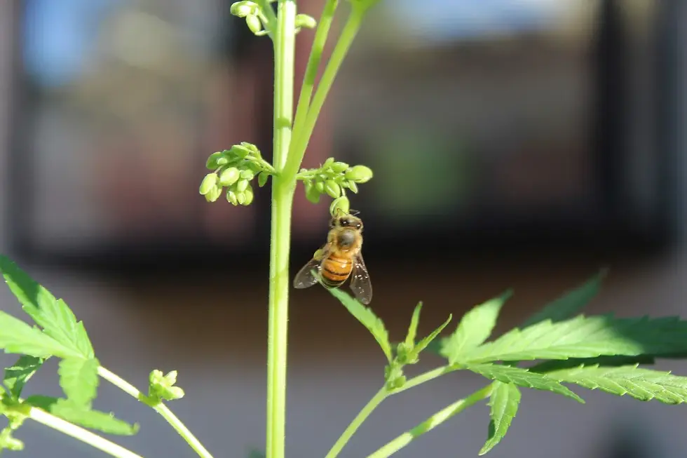 There is no such thing as "pot honey"