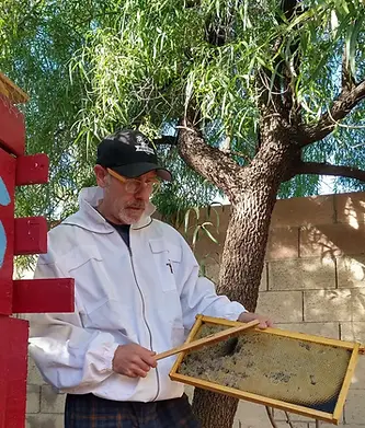 Beekeeper Pete Rizzo using a bee brush and inspecting honeycomb frame