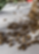 A group of bees on a picnic table in Las Vegas