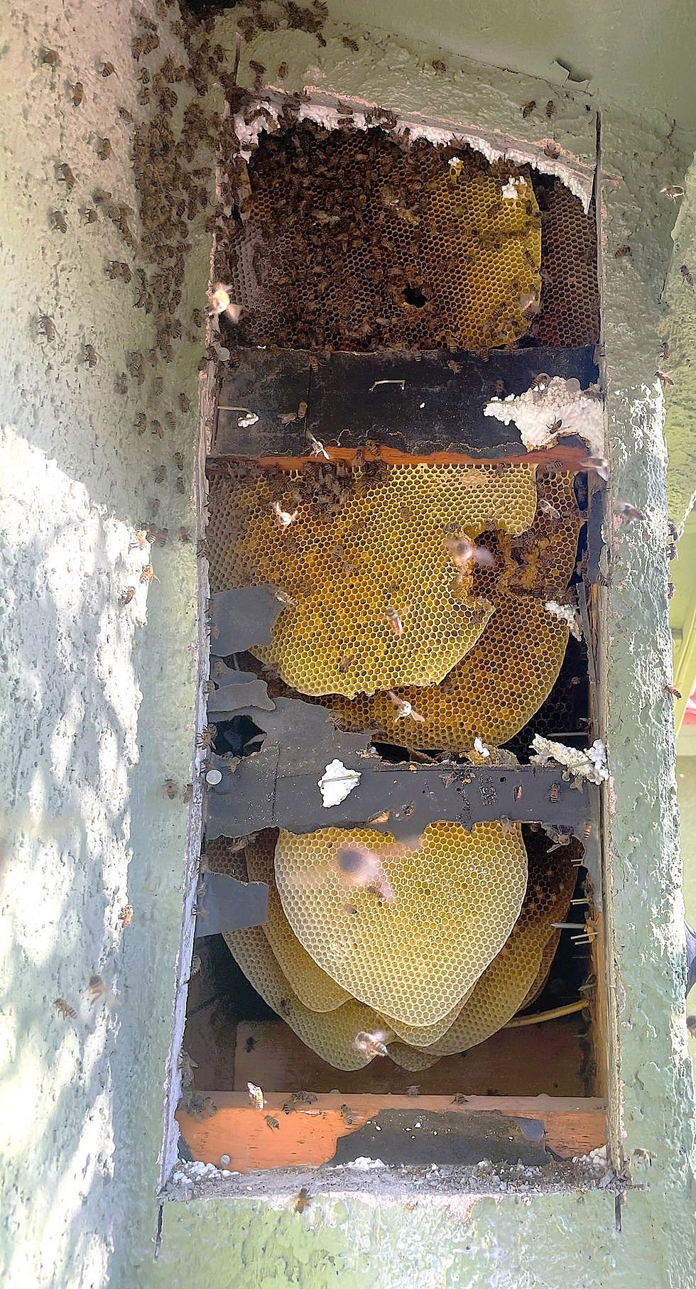 Beehive in a stucco wall in Las Vegas