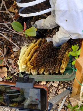 What Is Bee Bread? It's the Fermented Fuel Behind Healthy Beehives.