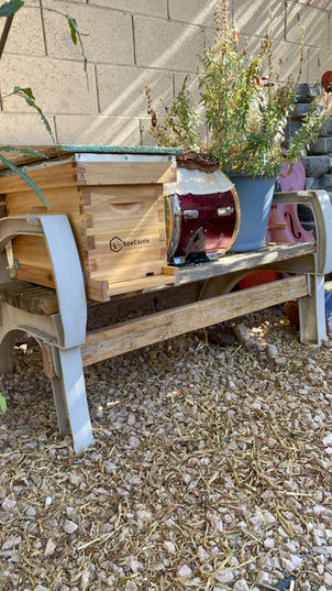 Why Every Garden Needs a Pollinator 5-Frame Beehive in Las Vegas.