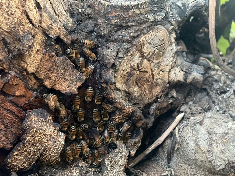 Bees living in a tree in Boulder City