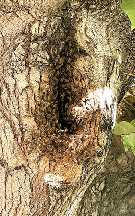 Honeybees swarming in tree cavity