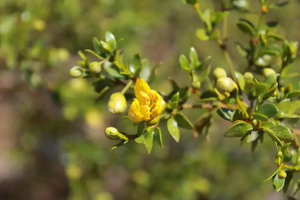 Creosote flower blooming