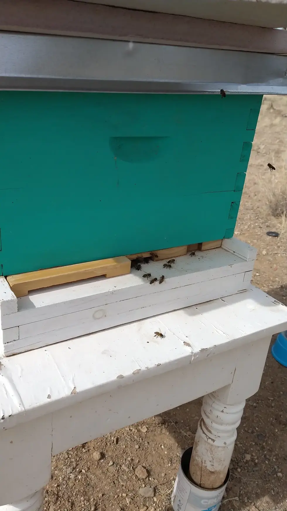 Ants will take over a beehive quickly