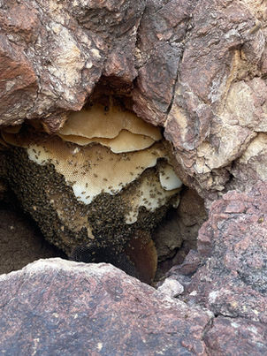 Do Honey Bees Live in Caves?
