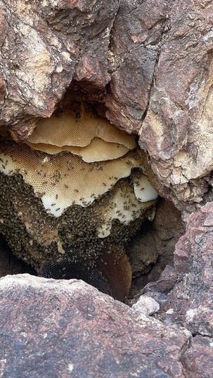 Do Honey Bees Live in Caves?