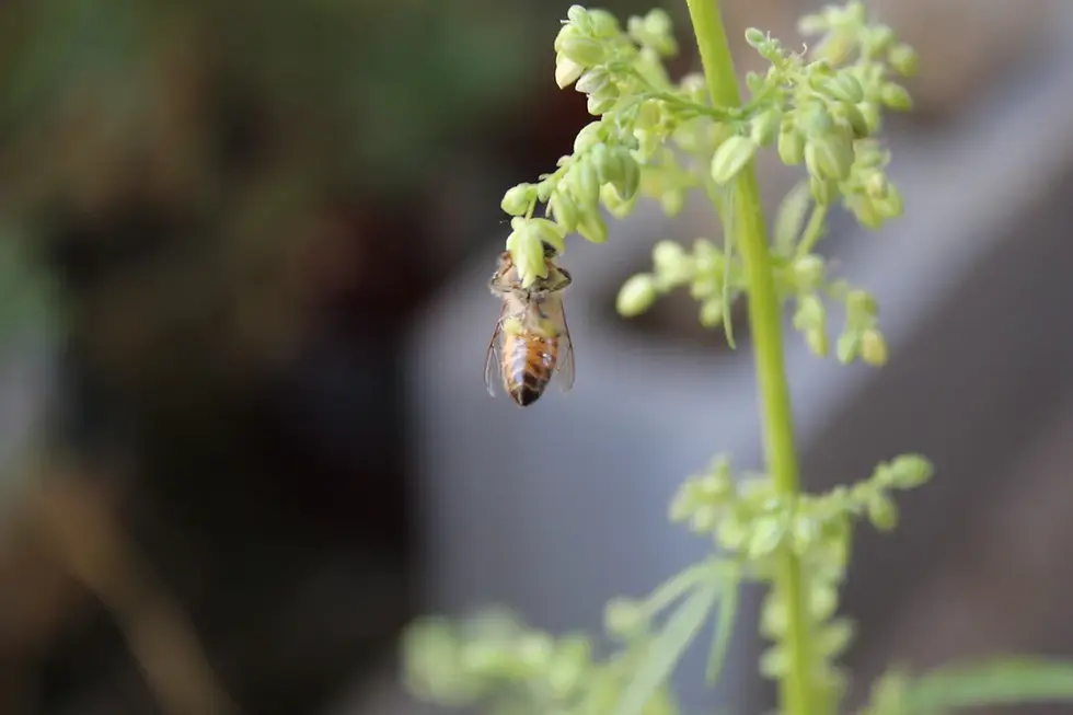The marajuana plants do not get the bees high