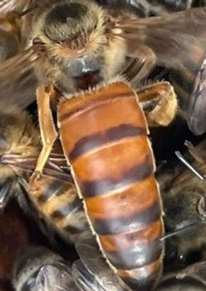 Queen bee with orange and black stripes