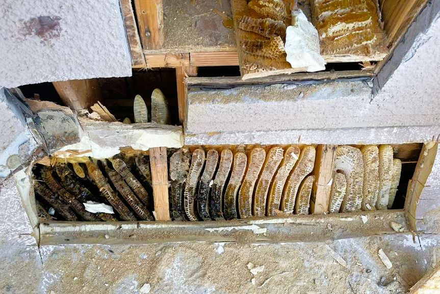 Bees chewed through drywall within this home