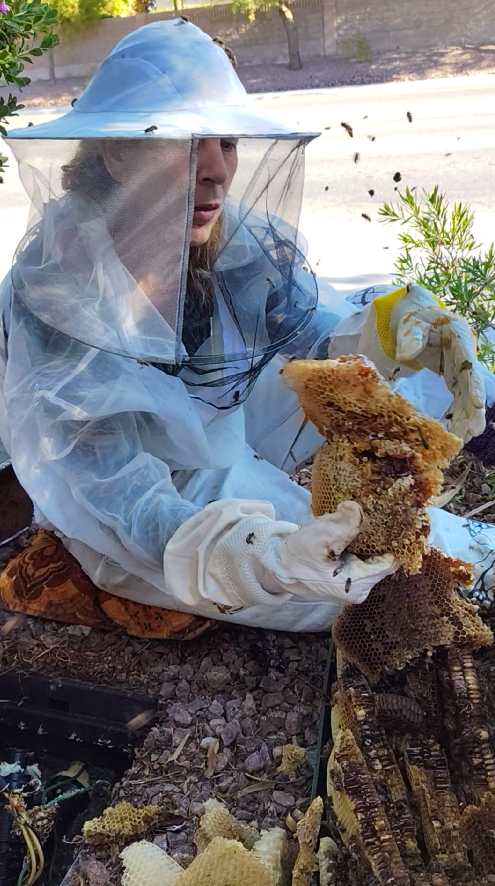 Guide to Bee Removal in Las Vegas