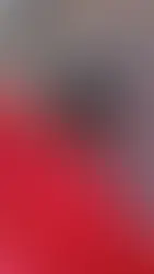 Do Bougainvillea Flowers Attract Honeybees?