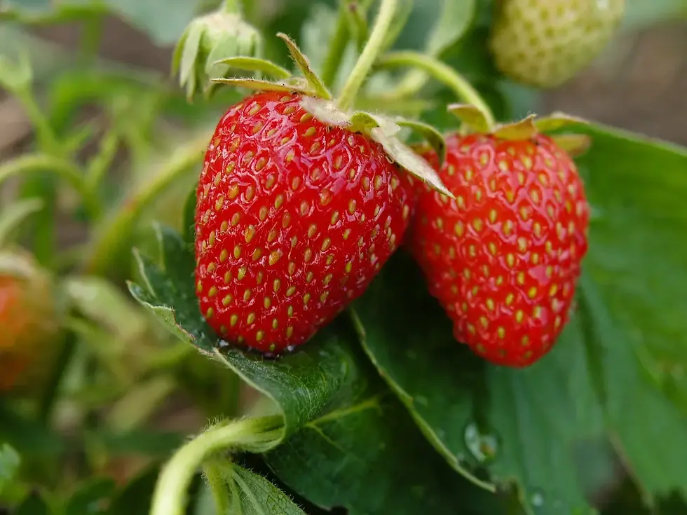 Strawberries are a bee favorite