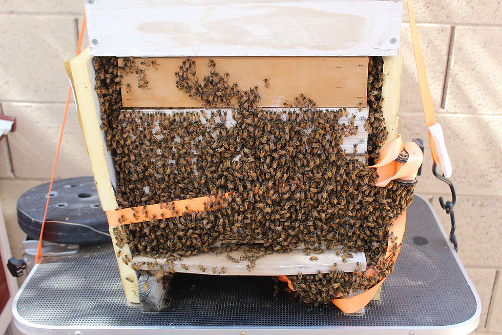 This powerhouse Warre beehive is in the perfect location on the side of our house.