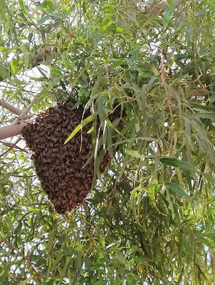 March is Here - Let the Swarming Begin