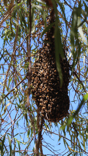 Desert Xeriscaping Guide for Bee-Friendly Landscaping
