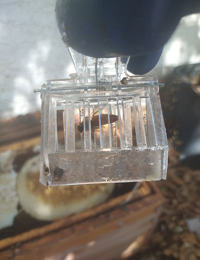 Queen bee in a queen clip