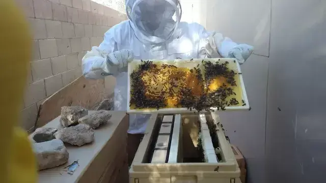 We no longer open the beehives that we keep as natural beehives
