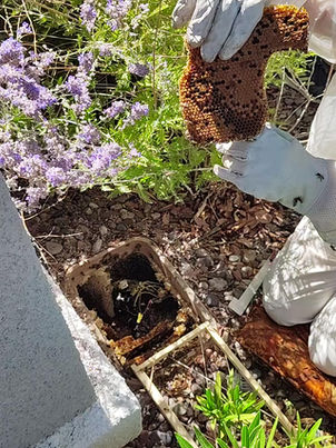Sunni Bee Removal Pictures