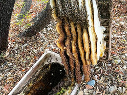 Does Homeowners Insurance Cover Bee Removal?