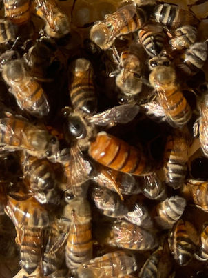 Why Bees Keep Coming Back to the Same Spot.