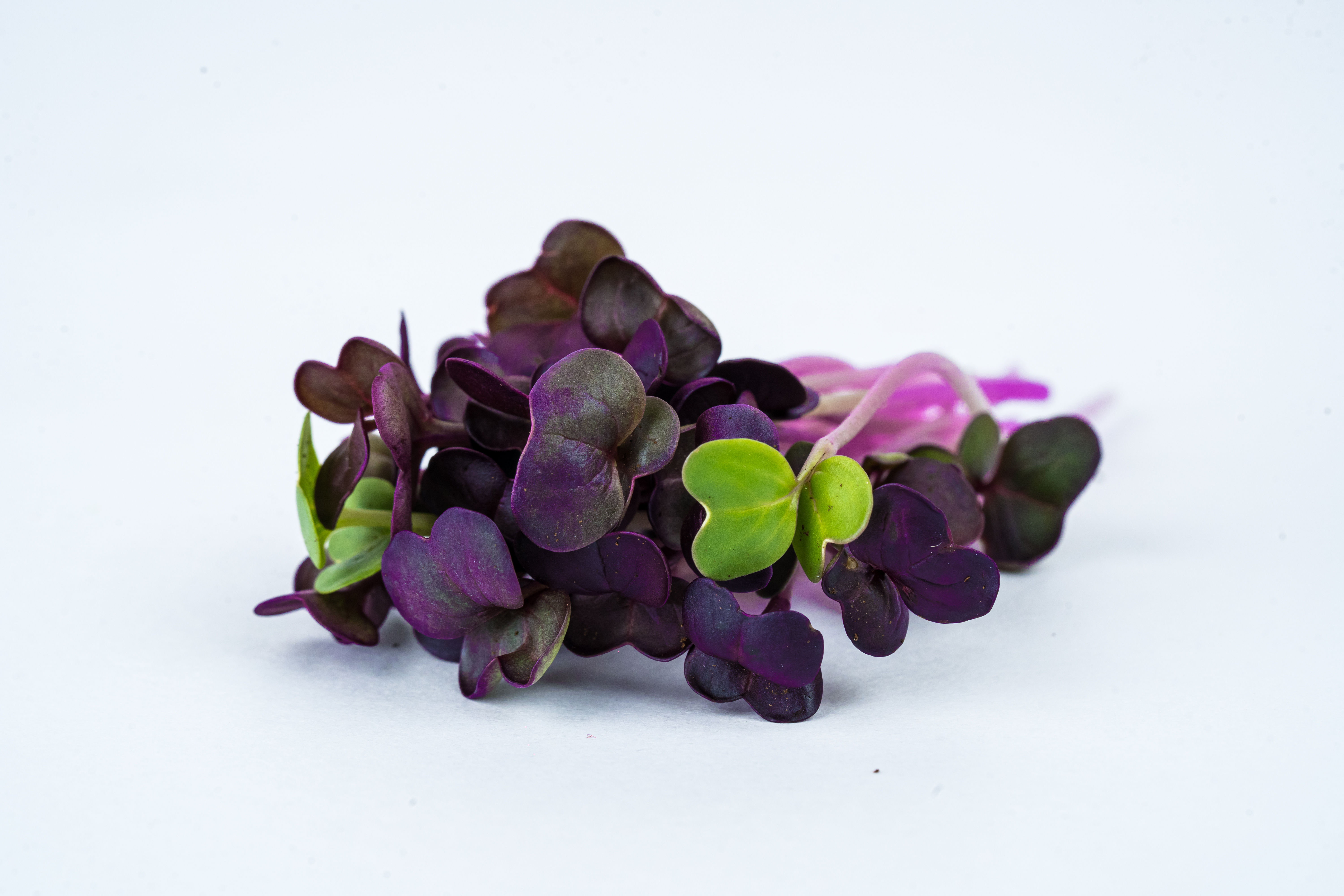 Sango Radish Microgreen