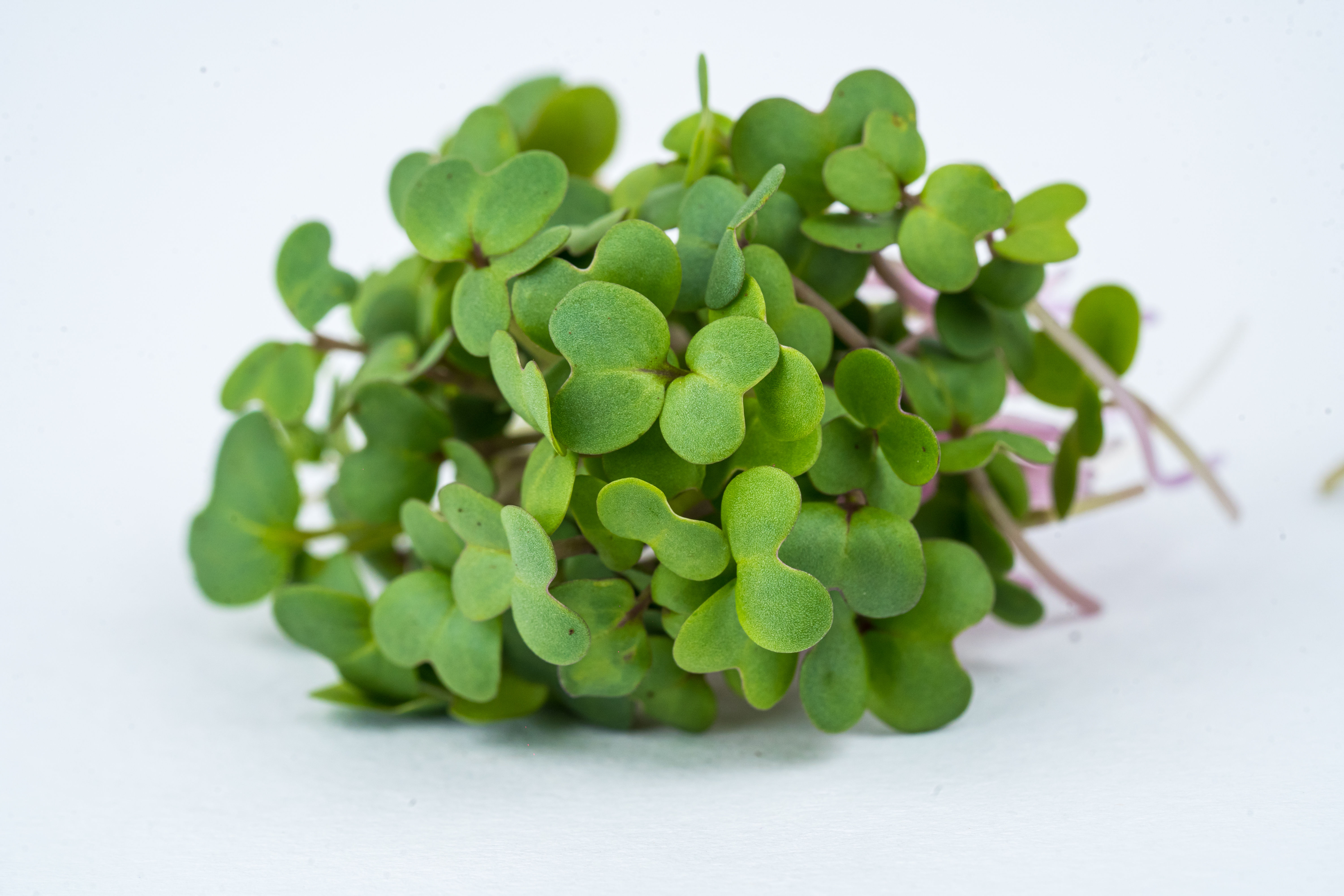 Mustard Microgreens