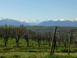 Vignes Ossau