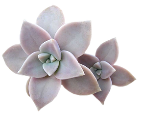 orchidée