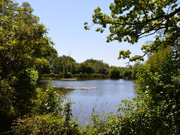 DSC_1142.JPG