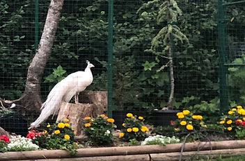 Birds and chickens