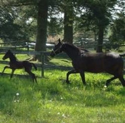 Siena's 2011 Colt