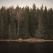 Swedish forest_edited.jpg