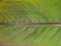 Canna Leaf
