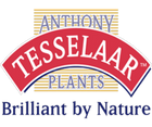 Tesselaar logo.png