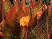 Tropicanna Leaves