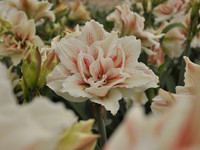 Amaryllis Striped Echo