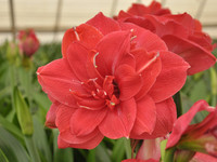 Amaryllis Top Notch