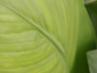 Green Canna Leaf