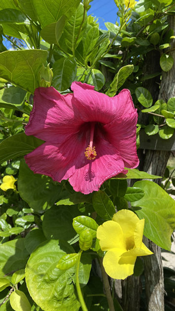 fleurs_Villa-Corsica_BRESIL_PREA.jpeg