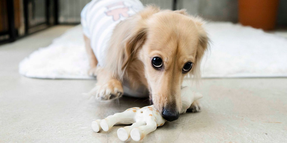 トリミングサロン「犬と歩けば棒に当たる」の様子