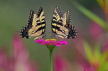 L' amore è Come Una Farfalla