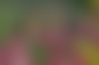 L' amore è Come Una Farfalla