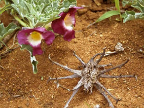 ARTIGLIO DEL DIAVOLO PROPRIETA' E BENEFICI