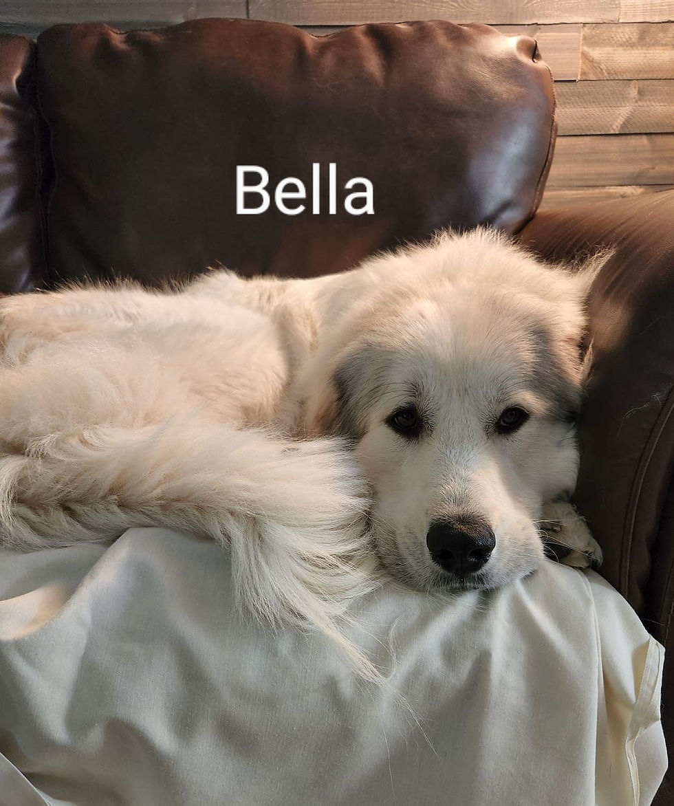 BellaWAAGR